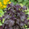 Price: €1.55 - Semillas de Perilla - Shiso (Rojo Rizado) (Perilla frutescens, var.crispa) - 