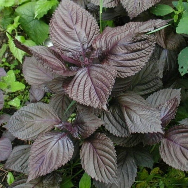 Price: €1.55 - Σπόροι Μωβ Shiso (Perilla frutescens, var.crispa) - 