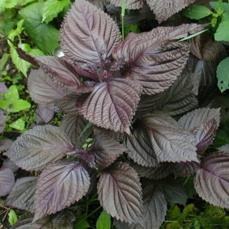 Price: €1.55 - Purple Shiso Seeds (Perilla frutescens var. crispa) -