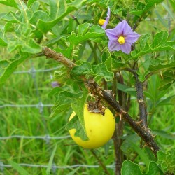 Devils Apple Fruit of Sodom Seeds (Solanum linnaeanum) 1.45 - 3