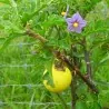 Semillas tomatillo del Diablo (Solanum linnaeanum)