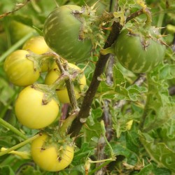 Devils Apple Fruit of Sodom Seeds (Solanum linnaeanum) 1.45 - 7