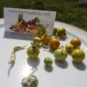 Sodomsapfel Samen (Solanum linnaeanum)