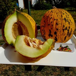 Semillas de melon MELÓN TRACIA - Mejor Melón griega - 2.295
