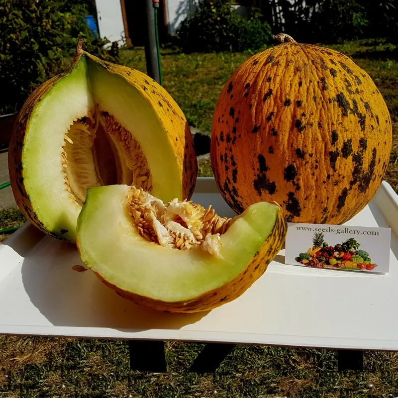 Semillas de melon MELÓN TRACIA - Mejor Melón griega