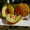 Semillas de melon MELÓN TRACIA - Mejor Melón griega