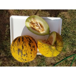 Golden Head or Thrace Melon Seeds – Best Greek Melon 1.55 - 3