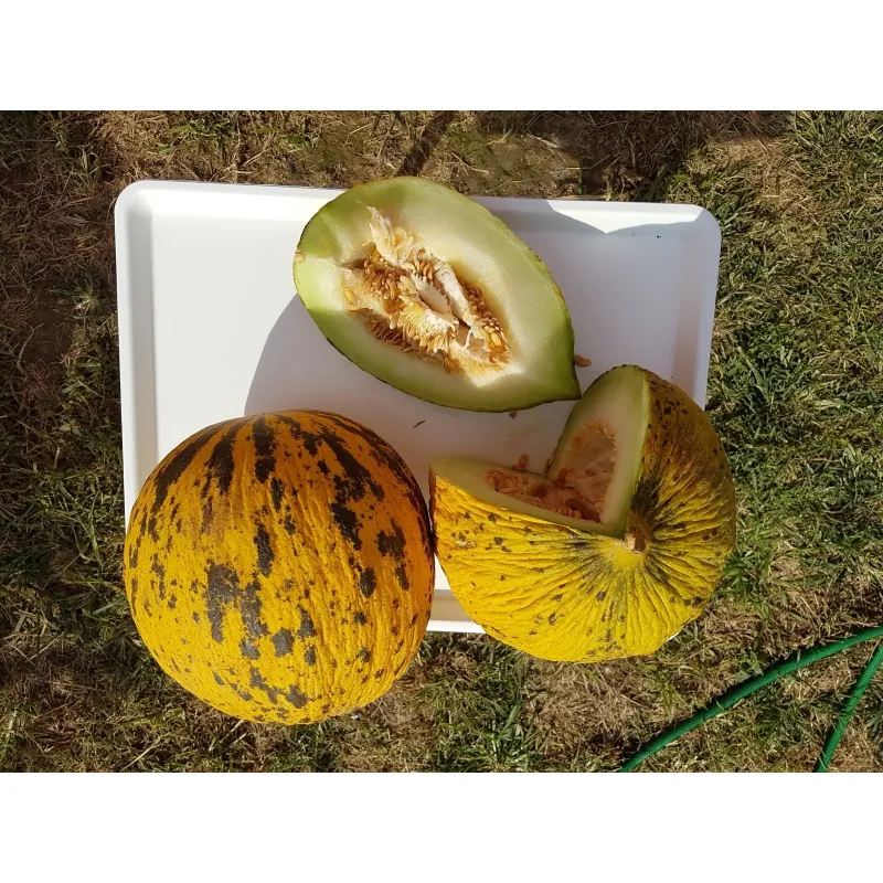 Semillas de melon MELÓN TRACIA - Mejor Melón griega