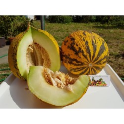 Goldene Kopf - Thrakien Melonen Samen 1.55 - 4
