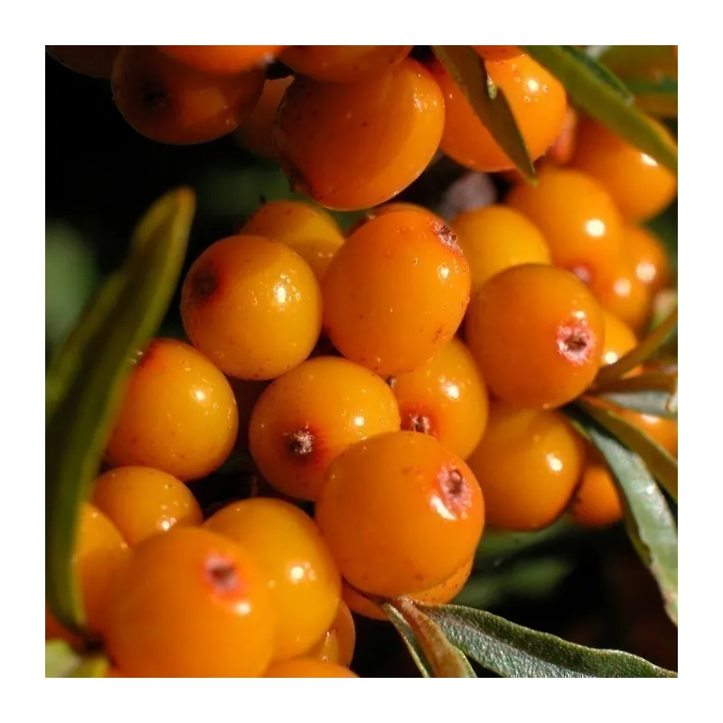 Σπόροι Ιπποφαές (hippophae rhamnoides)