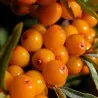 Σπόροι Ιπποφαές (hippophae rhamnoides)