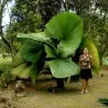 Frön Ruffled Fan Palm (Licuala grandis)