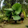 Price: €4.8 - Sementes de Palmeira-Leque, Leque-Japonês (Licuala grandis) - 