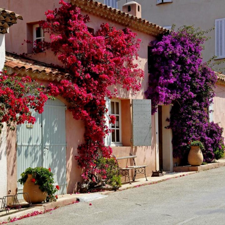 Bougainvillea spectabilis Mix Violet and Red Seeds - 1.755