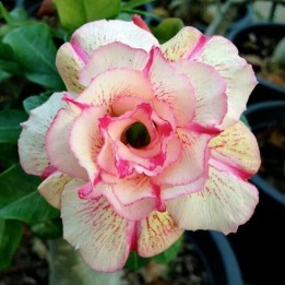 Adenium Obesum Seeds Angle - 228.714671