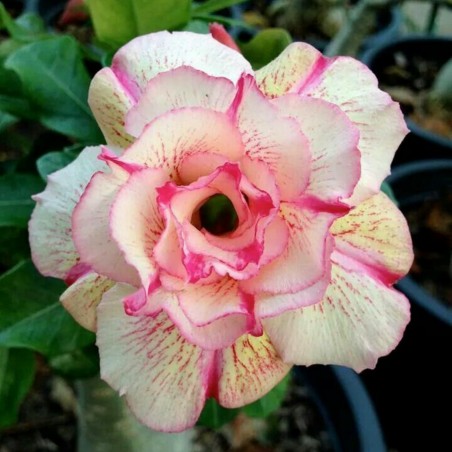 Price: €1.95 - Bonsai Wüstenrose Samen "Angle" -