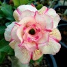 Price: €1.95 - Semi di Rosa del Deserto "Angle" - 