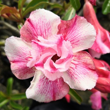 Price: €1.95 - Bonsai Wüstenrose Samen "Angle" -