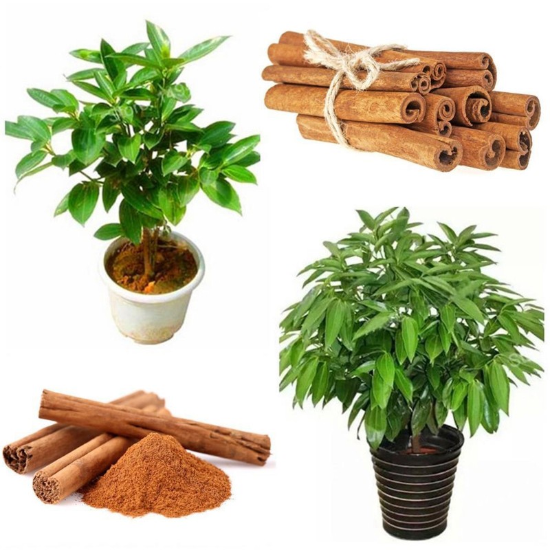 Zimt Samen – Kampferbaum (Cinnamomum camphora) | 4,95 €