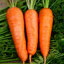 Flakkee Морковь Семена 2.049999 - 1