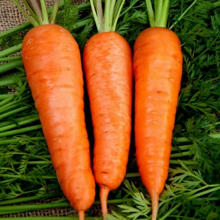 Price: €2.049999 - Semi di carota Flakkee - 