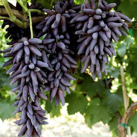 Price: €2.5 - Semillas De Uvas Dedo De Bruja -