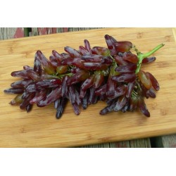Witch Finger Grape Seeds 2.5 - 3