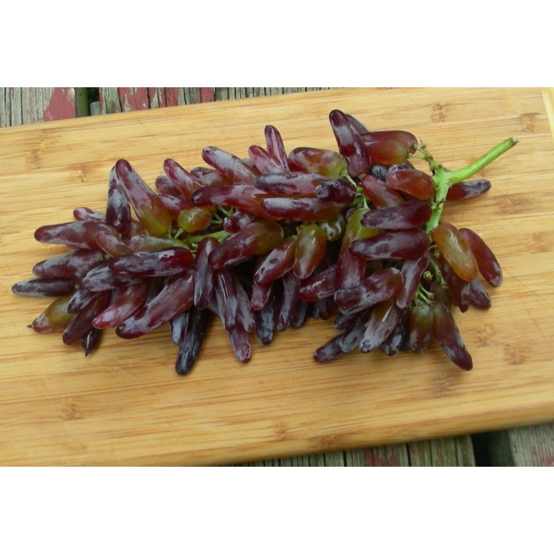 Witch Finger - Häxan Finger Druv frön | 2,50 €