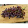 Witch Finger - Häxan Finger Druv frön | 2,50 €