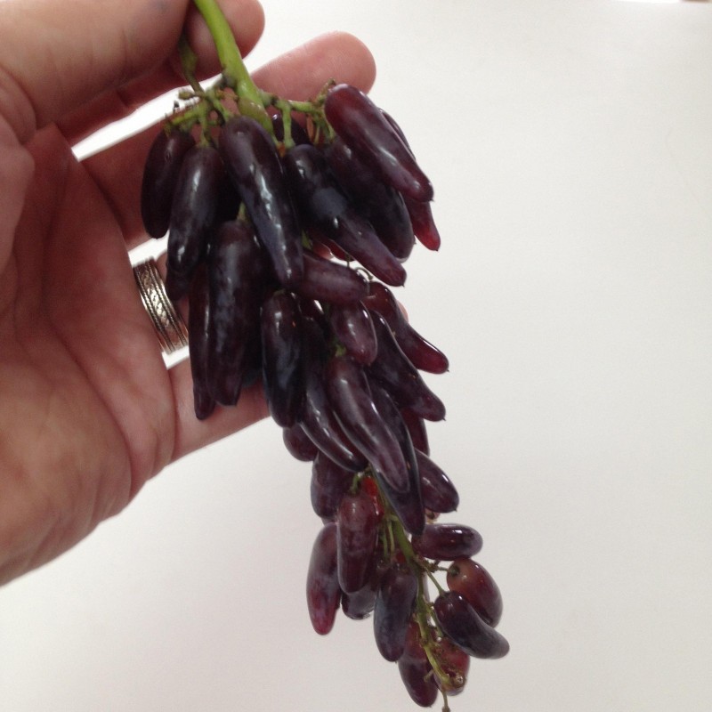 Witch Finger - Häxan Finger Druv frön | 2,50 €