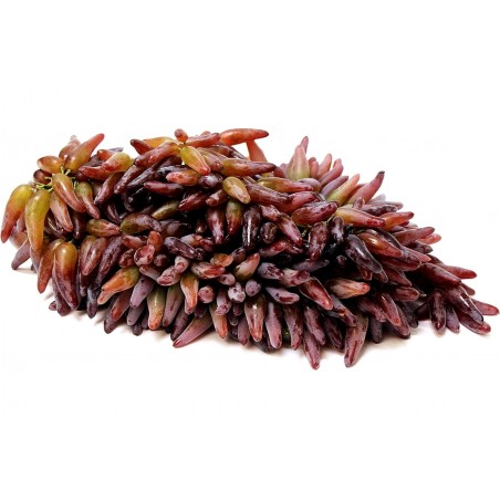 Price: €2.5 - Graines de Pépins Witch Finger -