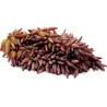 Witch Finger Grape Seeds