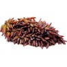 Witch Finger - Häxan Finger Druv frön | 2,50 €