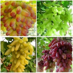 Grape seed Finger Grape Seeds Natural Growth Grape Delicious UK SELLER