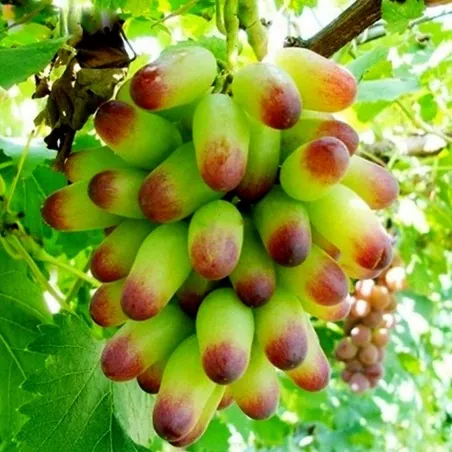 Semillas De Uvas Dedo