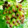 Finger Grape Seeds
