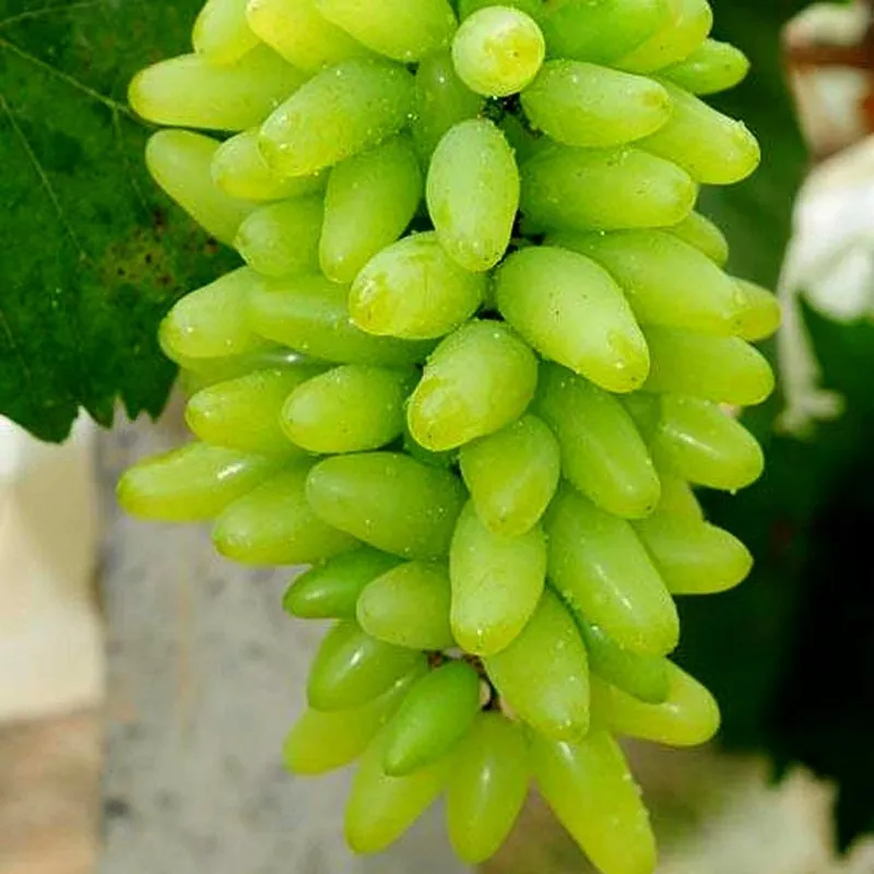 Semillas De Uvas Dedo