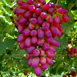 Finger Grape - Prsti Grozdje Seme 2.25 - 8