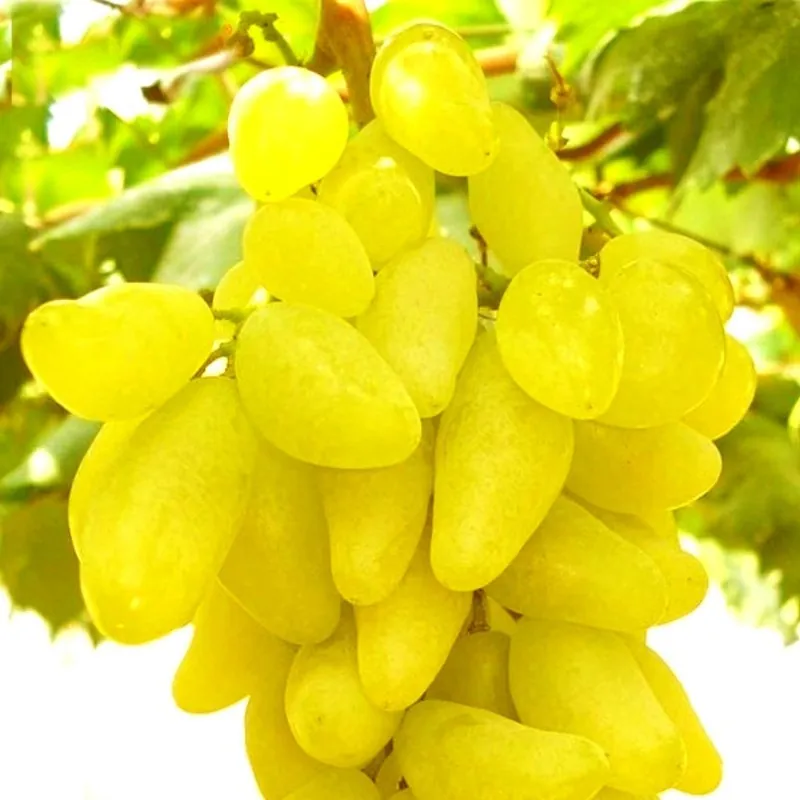 Finger Grape Seeds
