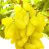Semillas De Uvas Dedo