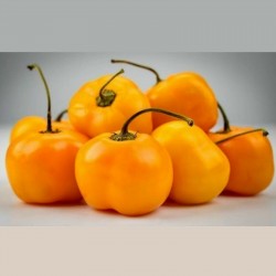 Price: €1.75 - Graines de Piment Jaune Doux "Jelena" - gros fruits - 