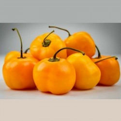 Graines de Piment Jaune Doux "Jelena" - gros fruits 1.75 - 1