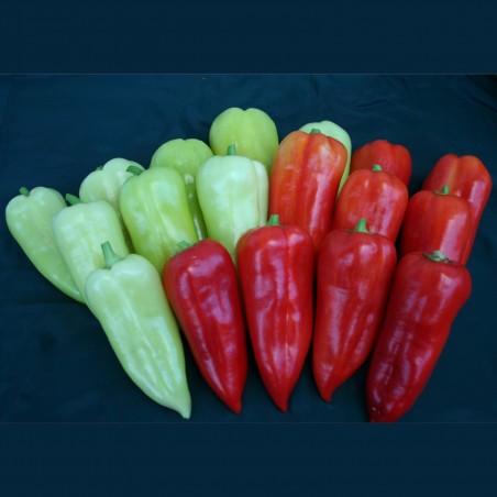 Price: €1.95 - Semillas de pimiento dulce Kurtovska Kapija -