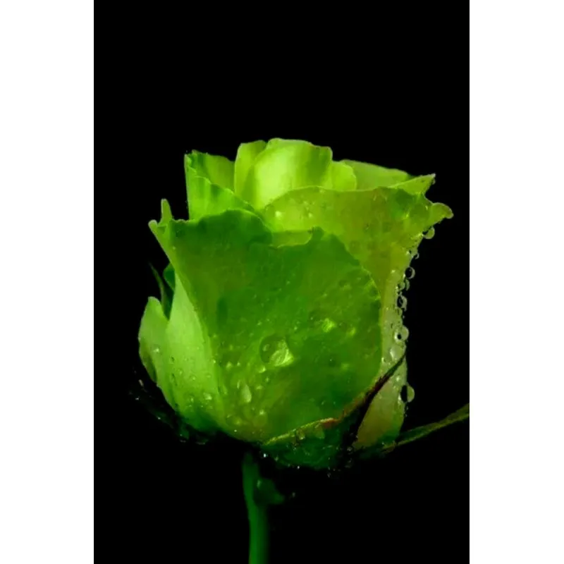 Semillas Rosa Verde