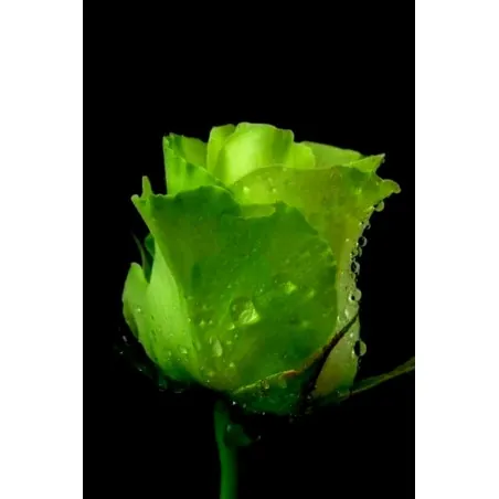 Grüne Rose Blumensamen Lover 's Geschenk
