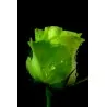 Semillas Rosa Verde