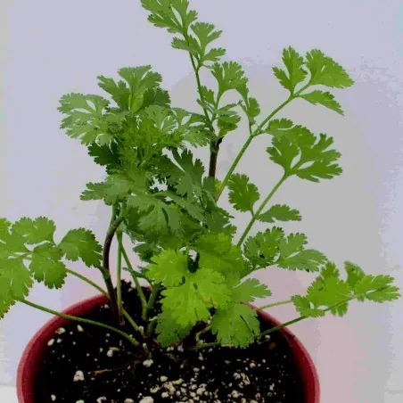 Semillas de Cilantro (Coriandrum Sativum)