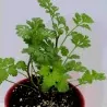 Semillas de Cilantro (Coriandrum Sativum)