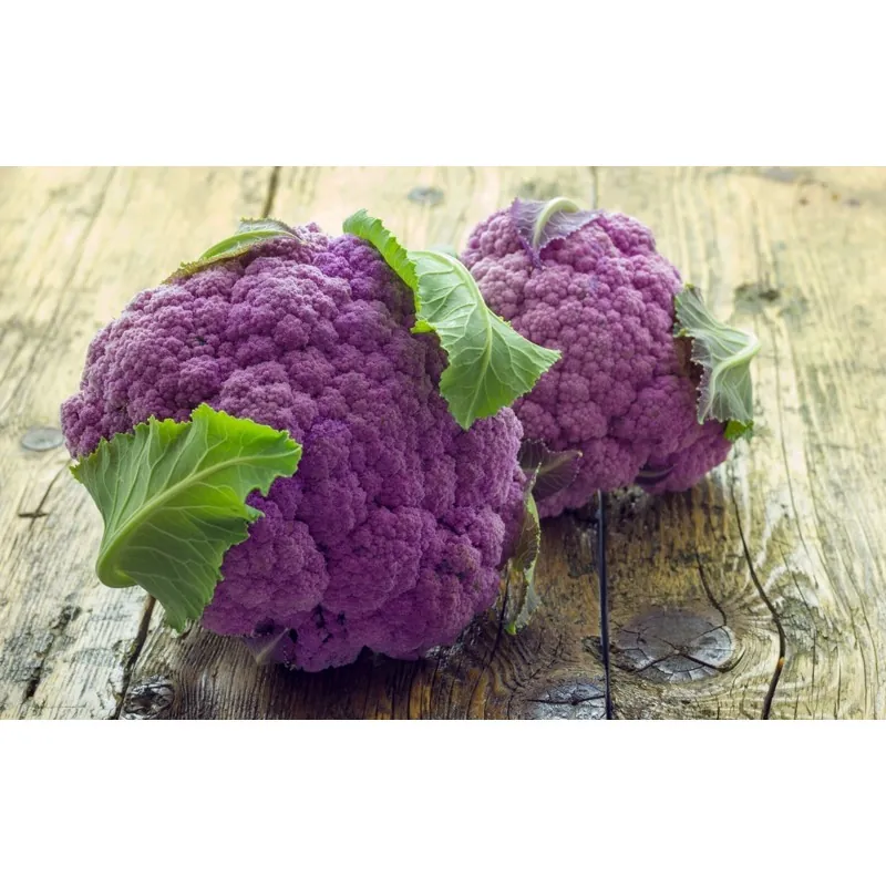 Purple Cauliflower Seeds VIOLET OF SICILY