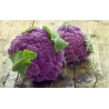 Price: €2.75 - Ljubicasti Karfiol Seme - Zdravo Povrce - 